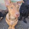 Traumhund Taylor sucht seine 2. Chance