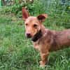 Traumhund Taylor sucht seine 2. Chance