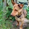 Traumhund Taylor sucht seine 2. Chance