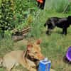 Traumhund Taylor sucht seine 2. Chance
