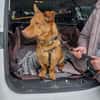 Traumhund Taylor sucht seine 2. Chance