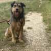 Hundebub Smartie sucht sein Zuhause!