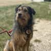 Hundebub Smartie sucht sein Zuhause!