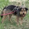 Hundebub Smartie sucht sein Zuhause!