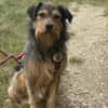 Hundebub Smartie sucht sein Zuhause!