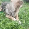 🐾❤ MICHEL auf PS in 04349 LEIPZIG