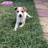 Lora ein Jack Russel Mix Mädchen