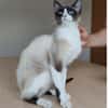 Lilú - süße, sensible & verspielte Katze