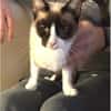 Lilú - süße, sensible & verspielte Katze