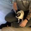 Lilú - süße, sensible & verspielte Katze