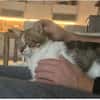 Piaget - ein sehr süßer Kuschelkater