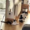 Pepper (+Fernando) - liebe Tricolorkatze