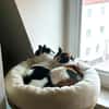 Pepper (+Fernando) - liebe Tricolorkatze