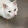 MINETTE