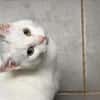 MINETTE