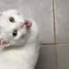MINETTE