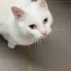 MINETTE