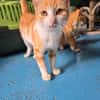 FIFINOU