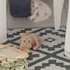 MOSHI et FLOCON