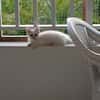 MOSHI et FLOCON