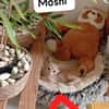 MOSHI et FLOCON