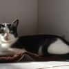 REGLISSE