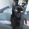 Bagheera