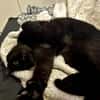 Bagheera