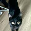Bagheera
