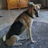 Rusty - sucht neues Zuhause