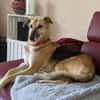 Rusty - sucht neues Zuhause