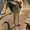 Rusty - sucht neues Zuhause
