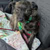 Süße kleine Lucy sucht Zuhause