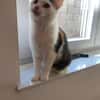 Kisa sucht liebevolles Zuhause