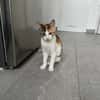 Matilda auf Pflegestelle in Duisburg