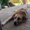Aranel : Grosser Schatz sucht Kuschelpla