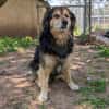 Rocky sucht ein einfühlsames Zuhause