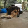 Rocky sucht ein einfühlsames Zuhause