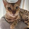 Taiga sucht neues Zuhause
