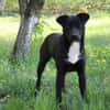 Levi träumt vom Körbchen mit Garten