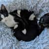 Kittenbrüder Antonio & Bandit
