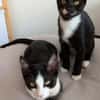 Kittenbrüder Antonio & Bandit