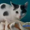 Apollon