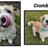 CRUMBLE