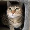 Amandine