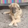Iona