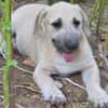 Dolly Traumhund