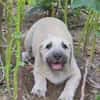 Dolly Traumhund