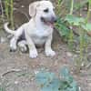 Dolly Traumhund