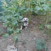 Dolly Traumhund